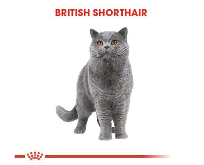 Royal Canin British Shorthair Adult Pouch Konserve Kedi Maması 85 Gr