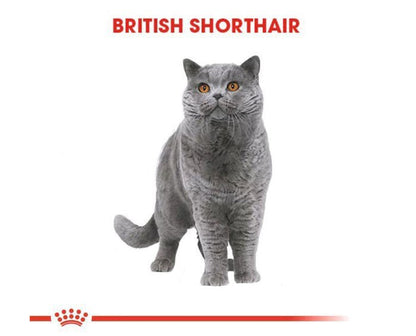 Royal Canin British Shorthair Adult Pouch Konserve Kedi Maması 85 Gr