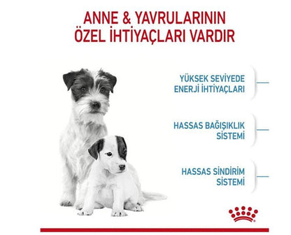 Royal Canin Mini Starter Anne ve Yavru Köpek Maması 4 Kg