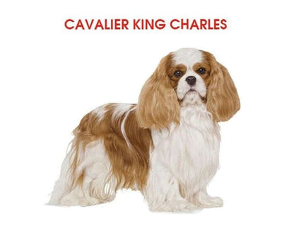 Royal Canin Cavalier King Charles Yetişkin Köpek Maması 1.5 Kg