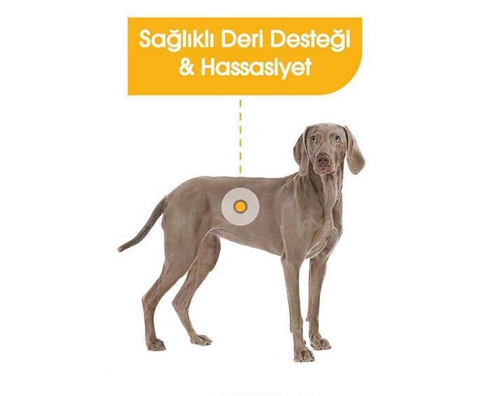 Royal Canin Adult Maxi Dermacomfort Yetişkin Köpek Maması 12 Kg